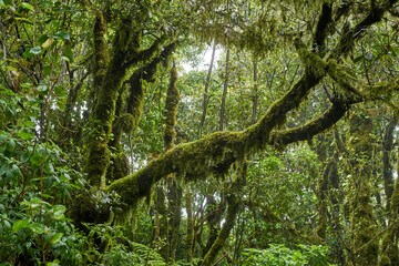 Mossy trees in Anaga forest