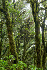 Mossy trees in Anaga forest