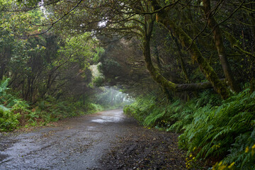 Wet trail through Anaga laurisilva