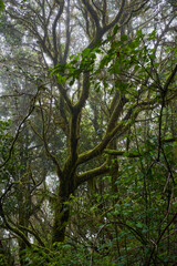 Mossy trees in Anaga forest