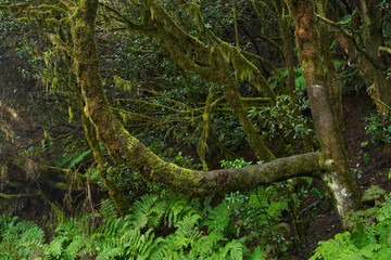 Mossy trees in Anaga forest