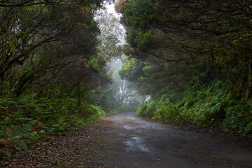Wet trail through Anaga laurisilva