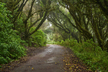 Wet trail through Anaga laurisilva