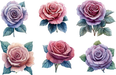set of roses isolated