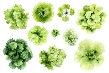 Overhead view of watercolor tree illustrations on a white background showing various tree types and sizes
