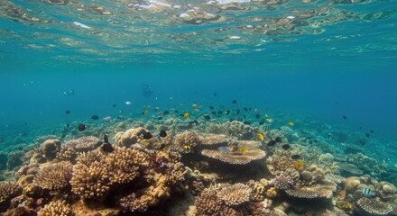 Obraz premium Underwater Coral Reef Ecosystem with Colorful Fish and Sunlight Rays