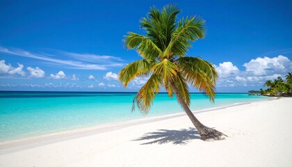 Obraz premium tropical beach with palm trees