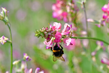 humble-bee on lucerne flower