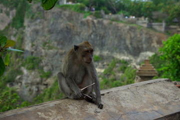 Monkey stealing from temples in Bali. Bali, Indonesia