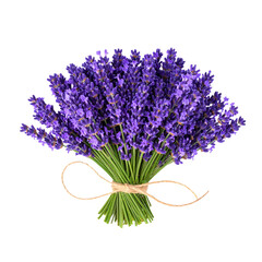 Fototapeta premium Untitled design - Bunch of Fresh Spanish Lavender Tied with Twine, Top View PNG.And transparent the background.