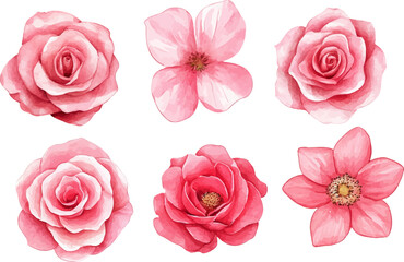 set of pink rose petals