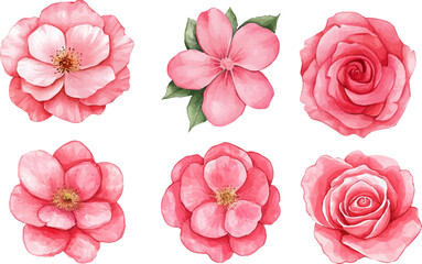 pink roses isolated on white