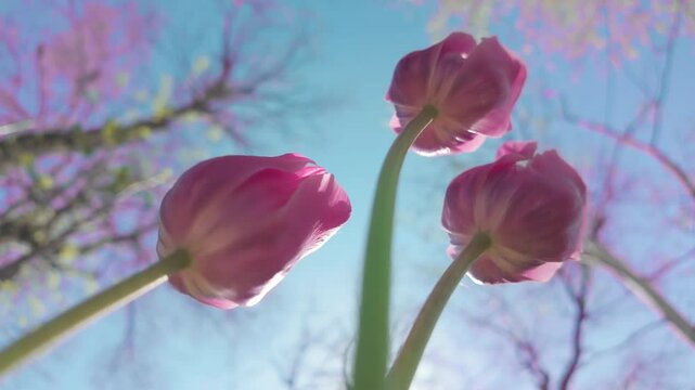 Bottom-up view of three pink Tulipa against blue sky, close up