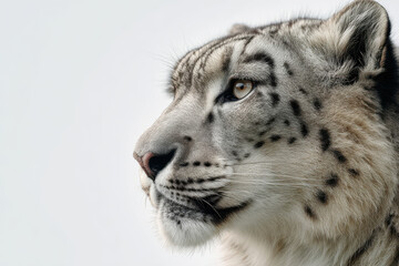 Fototapeta premium minimalistic portrait of wild animal emphasizing its unique textures and features