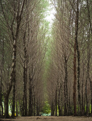 A symmetrical pathway through a forest of tall trees