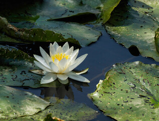 Serene white water lily blossom floating on calm pond water, surrounded by lily pads.