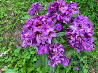 beautiful park and garden in the summer