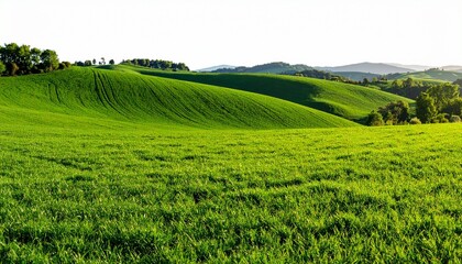 Naklejka premium rice field in thailand