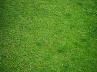 Green lawn mown grass top view