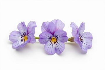 Viola pansy flower heads violet arrangement photography isolated on white background. Single object clipping path original shadow. Springtime easter. Design element. Top view, flat lay