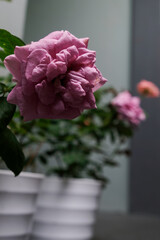 Close-up of purple rose in the home garden