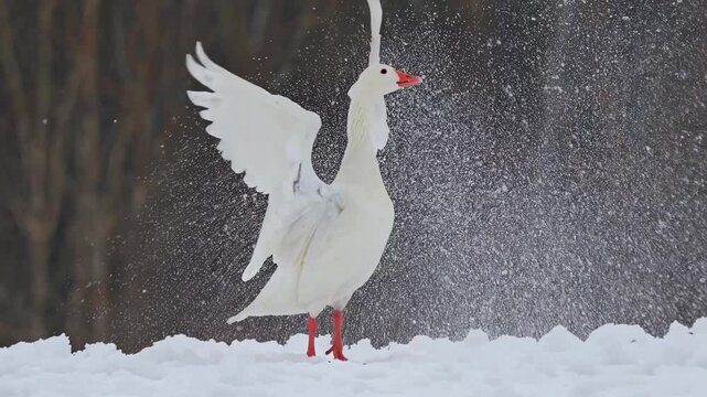 A low-angle video captures a white goose standing on snow, with a blurred forest background, emphasizing its vibrant red beak and feet. Live desktop wallpaper.