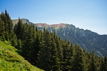 Vibrant pink rhododendron flowers blooming on the slopes of the Ciucas Mountains. Scenic summer landscape in the Carpathian Mountains, Romania.
