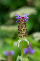 Macro shot of a woundwort (prunella vulgaris) flower