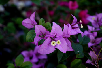 Bougainvillea flowers, selective focus. Beautiful Bougainvillea flowers or Paper Flower