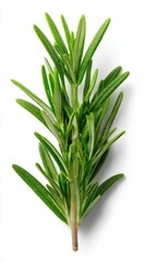 Obraz premium Close-up of a fresh rosemary sprig isolated on a white background. Culinary herb, natural aroma, organic spice.
