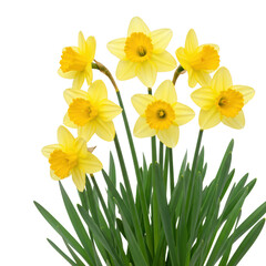 daffodils isolated on white background