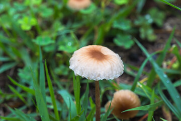 梅雨の季節　草地に生えたキノコのアップ08