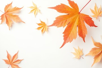 Fototapeta premium maple autumn leaves on white isolated background