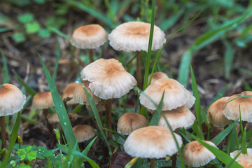 梅雨の季節　草地に生えたキノコのアップ07