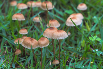 梅雨の季節　草地に生えたキノコのアップ02