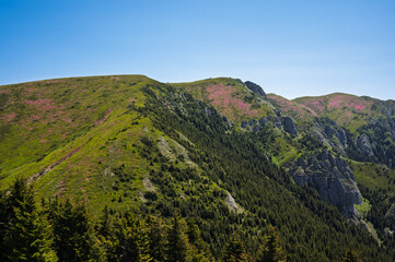Vibrant pink rhododendron flowers blooming on the slopes of the Ciucas Mountains. Scenic summer landscape in the Carpathian Mountains, Romania.