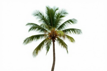 Coconut palm tree isolated on white background. Tropical foliage
