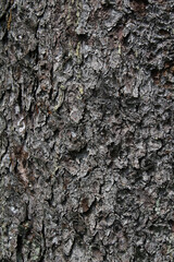 Closeup texture of natural tree bark in a sunny day background. Bright rough surface of trunk. Lichen on natural wood.