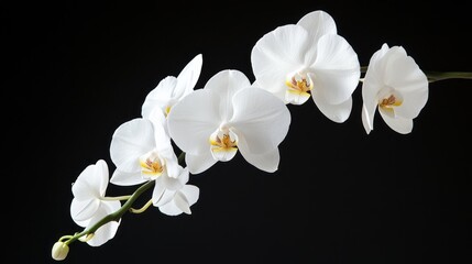 Elegant white orchids on black