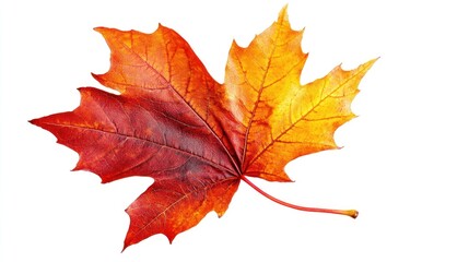 Obraz premium Autumnal maple leaf