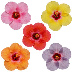 Five vibrant hibiscus flowers isolated on transparent background