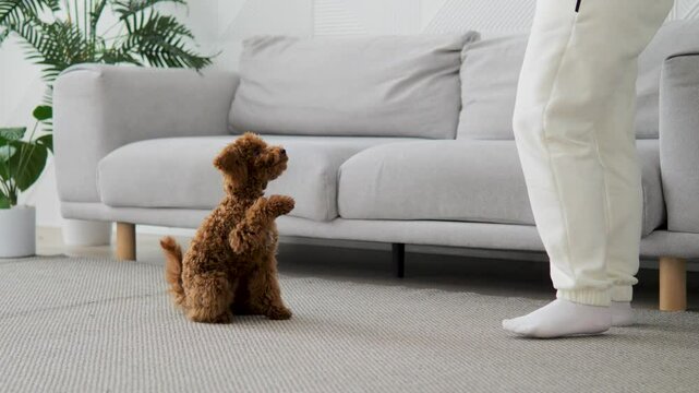 Cute poodle requires tasty rewards from trainer for correctly completed tasks. Trainer generously rewards petefforts with treat. Fascinating process training dog professional trainer positive results.