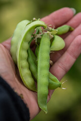 Fresh green beans harvested by hand