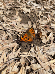 Butterfly on the ground. Small tortoiseshell.