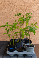 Fresh green seedlings thrive in pots under bright light on a sunny day in a cozy garden corner