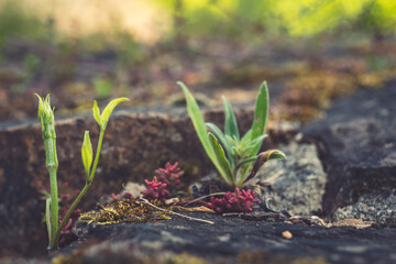 Small green plants emerge from cracked stone in a sunlit, serene environment during early springtime