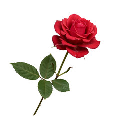 Obraz premium Single red rose with leaves isolated on transparent background