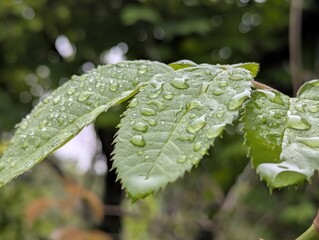 Close-up of a green leafy branch with raindrops. The freshness of nature after the rain - the photo shows detailed textured leaves with shiny water drops.