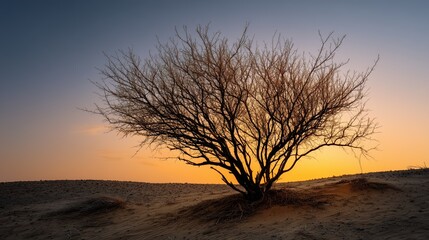 Acacia tree silhouette stands alone dune during desert sunset showing resilience. AI generated.
