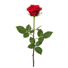 Fototapeta premium Single red rose stem isolated on transparent background